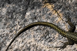 3406205009_20018a7f70_b-654x435